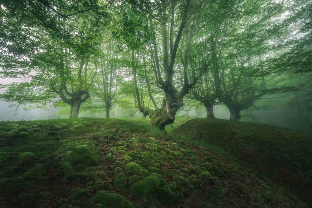 Hayedo de Belaustegi- 6 -@ DIVCreativo - David de la Iglesia - Fotógrafo de Paisaje