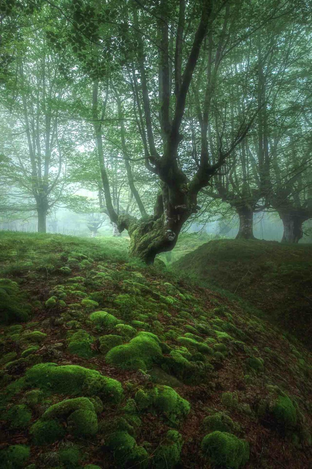 Hayedo de Belaustegi- 7 -@ DIVCreativo - David de la Iglesia - Fotógrafo de Paisaje