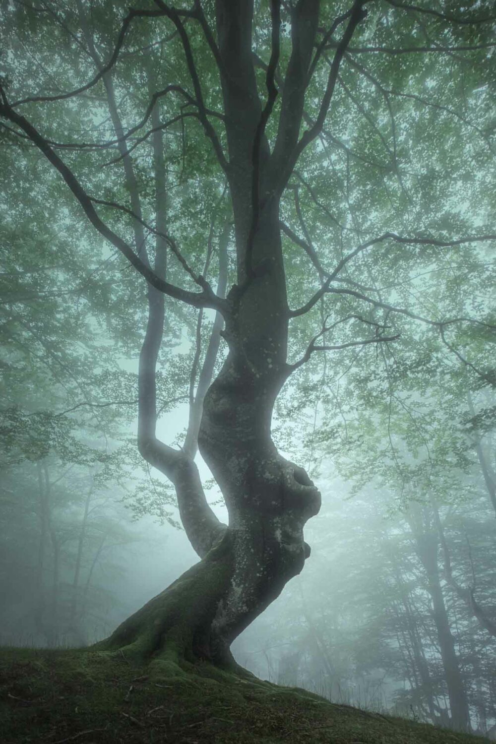 Hayedo de Belaustegi- 8 -@ DIVCreativo - David de la Iglesia - Fotógrafo de Paisaje